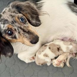 Dachshund puppies from Sweet As Pie Doxies