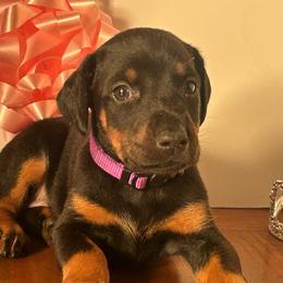 Kita - Black and rust female Doberman Pinscher puppy in Aurora, Georgia from Davis Doberman Pinschers
