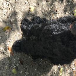 Poodle Puppies from Southern Standards