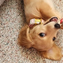 Dachshund Puppies from Heart 2 Heart Puppies