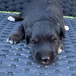 Ana - Black tri female Miniature Australian Shepherd puppy in Stuart, Iowa from Arbor Hill Aussies