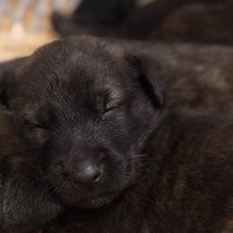 Brindle Female - Bold Nature- Solid - super confident - Brindle female Belgian Malinois puppy in Dallas, Texas from Kaizen von Ruach Malinois