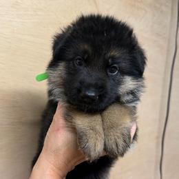 Green collar - Black and red male German Shepherd puppy in Pana, Illinois from von Fenja German Shepherd Dogs