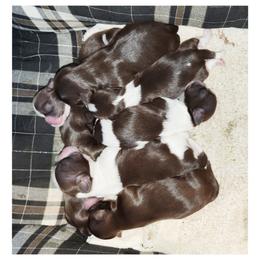 Shih Tzu Puppies from Southern Oklahoma Shih Tzus