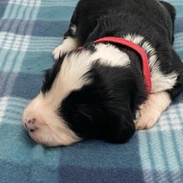 Whoopie - Black and white female Bernedoodle puppy in Claremont, North Carolina from Magnolia Grove Farms