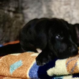 Great Dane Puppies from Mountain Valley Danes