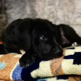 Great Dane Puppies from Mountain Valley Danes