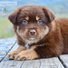 RTM-2 - Red tri male Miniature Australian Shepherd puppy in Baker City, Oregon from Back Country Aussies