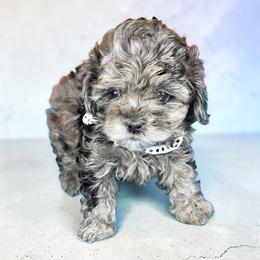 Casanova - Merle male Shihpoo puppy in Delphos, Ohio from Route 66 Poodles & Doodles, Sapphire Shih-tzu's of Ohio