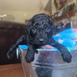 Zuri - Black female Cavapoo puppy in Blackfoot, Idaho from Draper Mountain Doodles