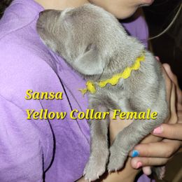 Weimaraner Puppies from Desert Rose Weimaraners