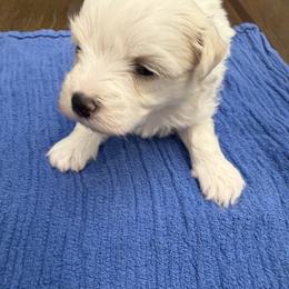 Beethoven - White male Maltipoo puppy in Dade City, Florida from Watkins Maltipoo's