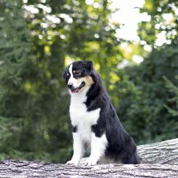 ID - Australian Shepherd