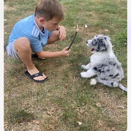 Aussiedoodle Puppies from Amour Aussiedoodles