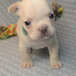 French Bulldog Puppies from MiAdorableFrenchies