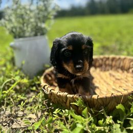 Dachshund Puppies from Suwannee River Doxies