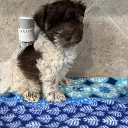 Kara- Asha - Parti female Miniature Schnauzer puppy in Pearland, Texas from K & S Schnauzers