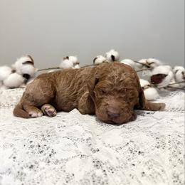 Java - Red  male Goldendoodle puppy in Taylorsville, North Carolina from Doggone Dixie Doodles