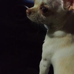 Bella - Chihuahua