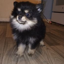 Zero - Tri-colored male Pomeranian puppy in Parthenon, Arkansas from Michelle's Poms