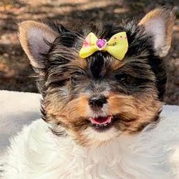 Willow  -  AKC  3750 - Black tan and white female Biewer Terrier puppy in Douglas, Georgia from Heartland small breeds