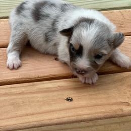 Boy 3 - Blue merle male Miniature Australian Shepherd puppy in Doddridge, Arkansas from Huddleston Farm