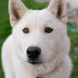 Siberian Huskies from The Husky Barn