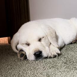 Dilute Retriever and Labrador Retriever Puppies from CKB Labradors