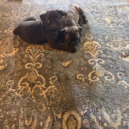 Basil Boone - Silver male Pug puppy in Smiths Station, Alabama from Magnolia Pugs