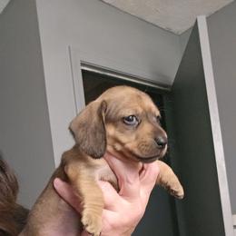 G2 - Sable female Dachshund puppy in Lansing, Michigan from Black Thunder 517 Dachshunds and frenchies