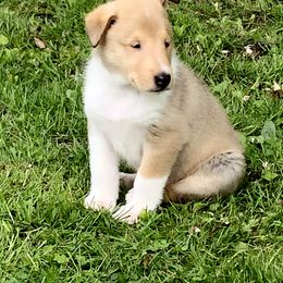 Collie Puppies from Deer Hill Collies