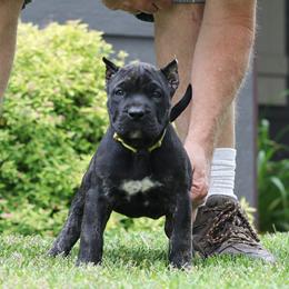 Yellow Collar - Tiger female Perro de Presa Canario puppy in Pocahontas, Illinois from Cabeza Grande Kennel