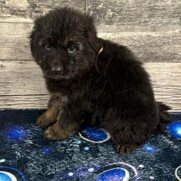 Peach female - Black and red female German Shepherd puppy in Herrick, South Dakota from Dakota Shepherds Kennels