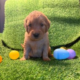 Naomi - Dark golden female Golden Retriever puppy in Sandy, Oregon from Treasured K-9s