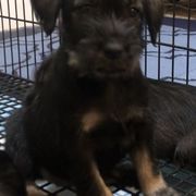Standard Schnauzer Puppies from Highbrow Standard Schnauzers