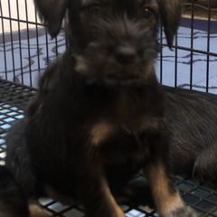 Standard Schnauzer Puppies from Highbrow Standard Schnauzers