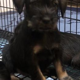 Standard Schnauzer Puppies from Highbrow Standard Schnauzers
