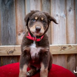 Border Collie, Golden Retriever, and Sporty Mix Puppies from Turbo Border Collies & Coltrievers