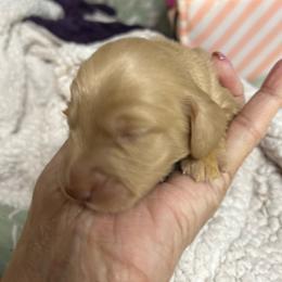 Shadow (Neon lime-green) of GretaLo Dachshunds - Cream male Dachshund puppy in Vancouver, Washington from GretaLo Dachshunds