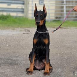 Marley - Black and rust female Doberman Pinscher puppy in China Township, Michigan from Snell's Superior Kennel Dobermann & GSP