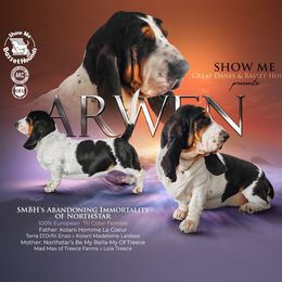 Arwen - Basset Hound