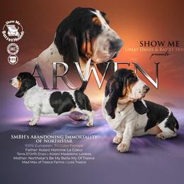 Arwen - Basset Hound