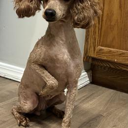 Lily - Poodle