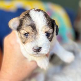 Parti female Luna - Parti female Miniature Schnauzer puppy in Temple, Texas from Schnauzers Of Taylor