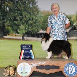 Shetland Sheepdog Puppies from Double Dare Shelties