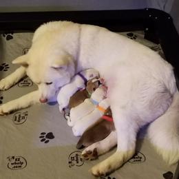 Japanese Akitainu Puppies from Four Seasons Akita (Shikisou)
