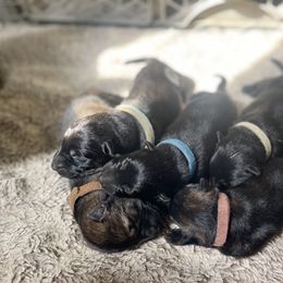 Border Collie and German Shepherd Puppies from Von Guadachi Working Dogs