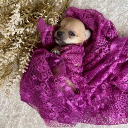 Chihuahua Puppies from Walley Farms