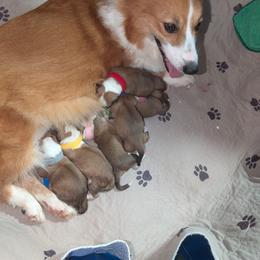 Girl 2 - White and red female Pembroke Welsh Corgi puppy in Milton, Florida from Milton Corgis ~ Azealia Acres