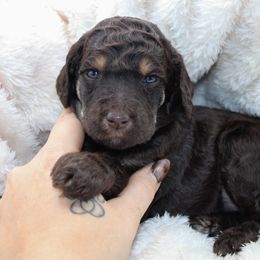 Mounds - Phantom female Poodle puppy in Mount Sterling, Kentucky from Curly Country Poodles